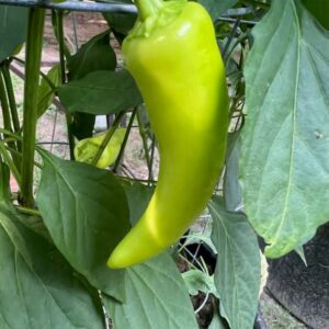 Hot Banana Peppers