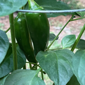 Jalapeños