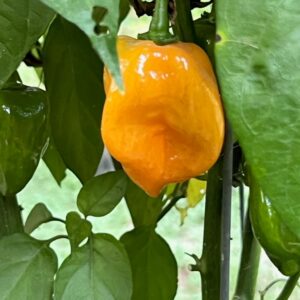 Orange Habaneros