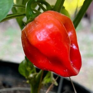 Red Habaneros