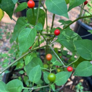 Chiltepins Peppers